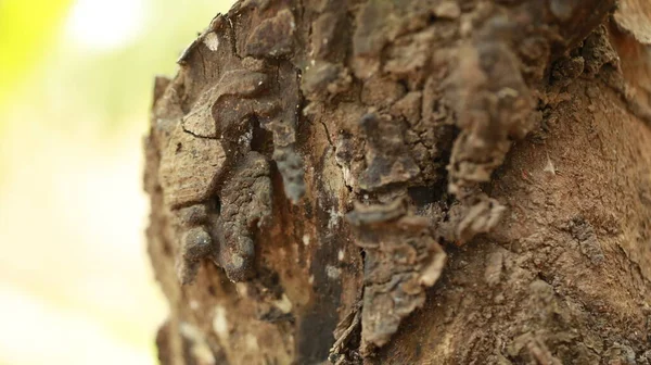 Arbre Tronc Texture Macro Shot — Photo