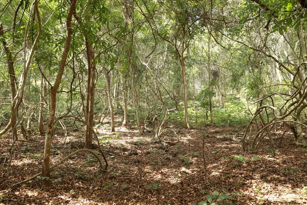 Tropical Tree Stemps Indian Forest — Fotografia de Stock