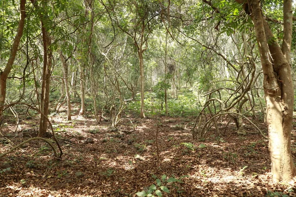 Pohon Tropis Berasal Dari Hutan Indian — Stok Foto