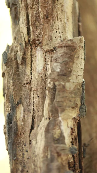 Ağaç Gövdesi Deseni Makro Çekim — Stok fotoğraf