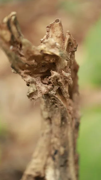 Boom Trunk Textuur Macro Shot — Stockfoto