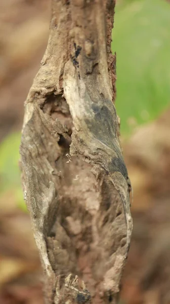 Arbre Tronc Texture Macro Shot — Photo