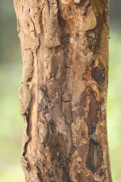 Tree Trunk Texture Macro Shot — Stock Photo, Image