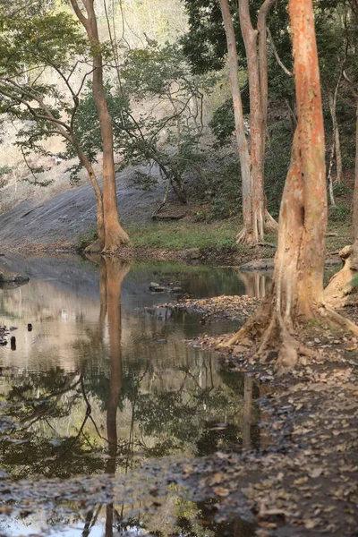 Eau Coule Travers Les Roches Moussues Dans Forêt — Photo