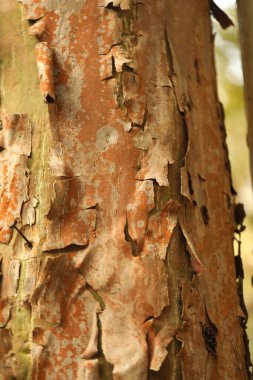 Ağaç Gövdesi deseni makro çekim
