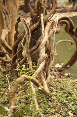 Hint Ormanında Tropik Ağaç Damlaları