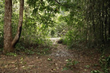 Ormanın derinliklerindeki ağaçlar