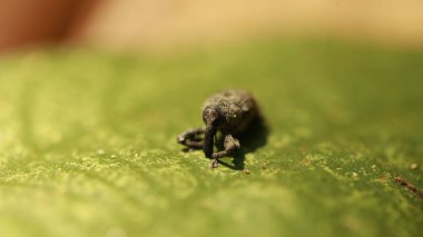 Yaprağın üzerindeki böcek böceği