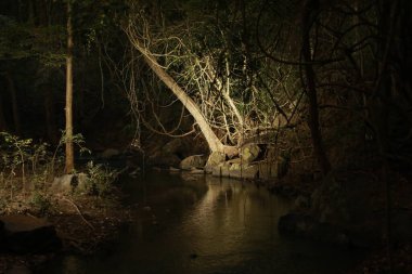 Bir ağaç gecesinin korkunç görüntüsü.