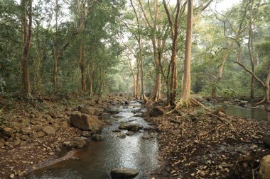 Ormandaki yosunlu kayaların arasından akan su