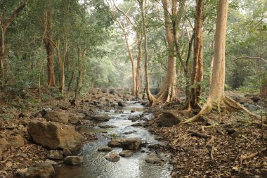 Ormandaki yosunlu kayaların arasından akan su