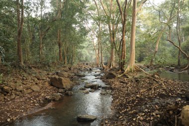 Ormandaki yosunlu kayaların arasından akan su