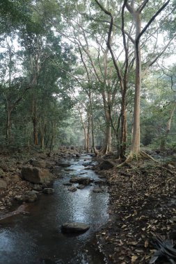 Ormandaki yosunlu kayaların arasından akan su