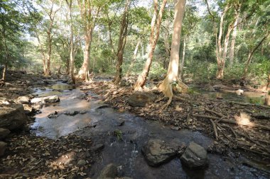 Ormandaki yosunlu kayaların arasından akan su