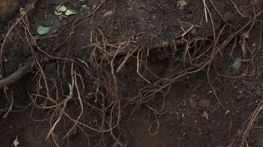 Hindistan Ormanı 'na yağmur yağıyor.