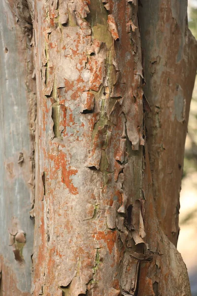 Arbre Tronc Texture Macro Shot — Photo