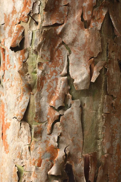 Makroaufnahme Der Baumstammtextur — Stockfoto