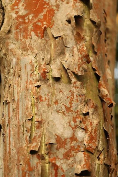 Bagażnik Drzewa Tekstury Makro Shot — Zdjęcie stockowe