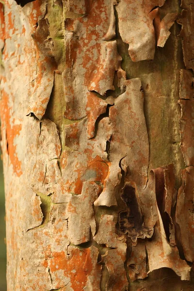Макрозйомка Текстури Стовбура Дерева — стокове фото