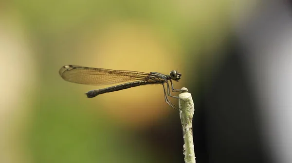 Makroaufnahme Der Drachenfliege — Stockfoto