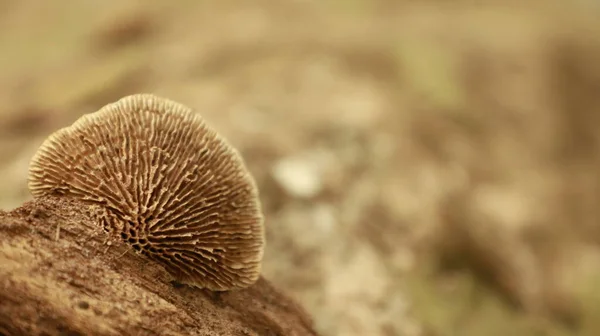 Ξύλο Αυτί Μανιτάρια Μύκητες Μεγαλώνουν Ένα Δάσος — Φωτογραφία Αρχείου