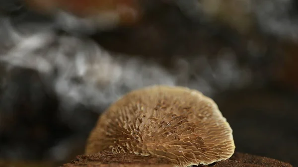 Champignons Oreille Bois Poussent Dans Une Forêt — Photo