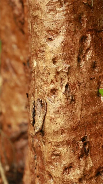 Islak Ağaç Gövdesi Dokusu Makro Çekim — Stok fotoğraf