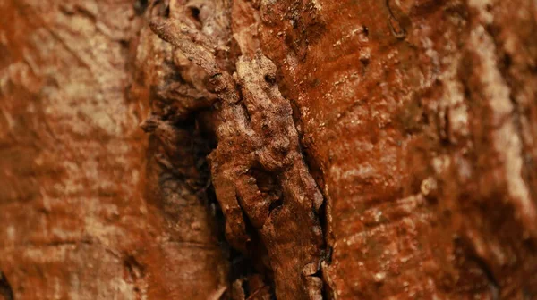 Islak Ağaç Gövdesi Dokusu Makro Çekim — Stok fotoğraf