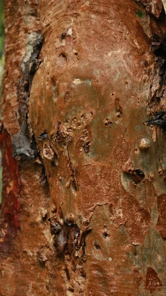 濡れた木の幹のテクスチャマクロショット — ストック写真
