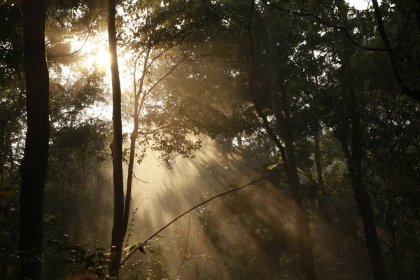 Salida Del Sol Bosque India — Foto de Stock