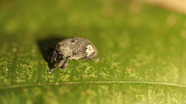 Yaprağın Üzerindeki Böcek Böceği — Stok fotoğraf