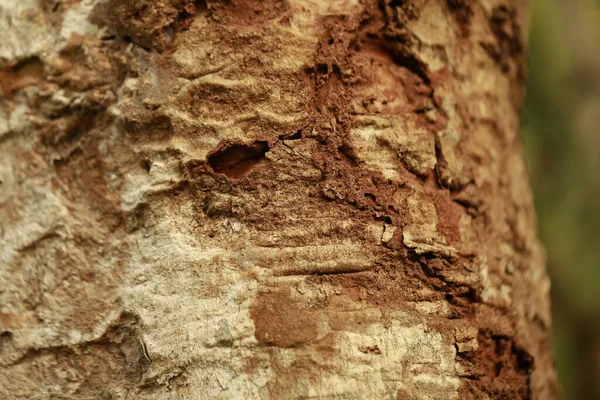 Obrázek Makra Textury Kmene Stromu — Stock fotografie
