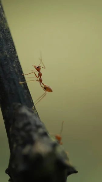 Rote Ameisen Auf Dem Baum — Stockfoto