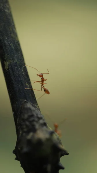 Ağaçtaki Kırmızı Karıncalar — Stok fotoğraf