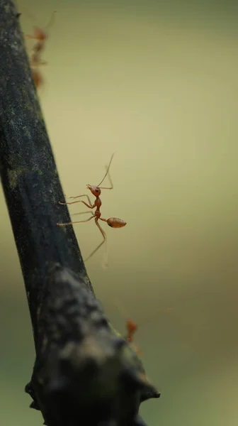 Rote Ameisen Auf Dem Baum — Stockfoto