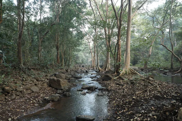 Ormandaki yosunlu kayaların arasından akan su