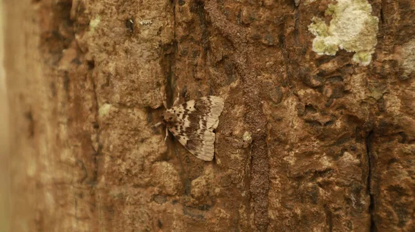 Makroaufnahme Des Insektenkäfers — Stockfoto