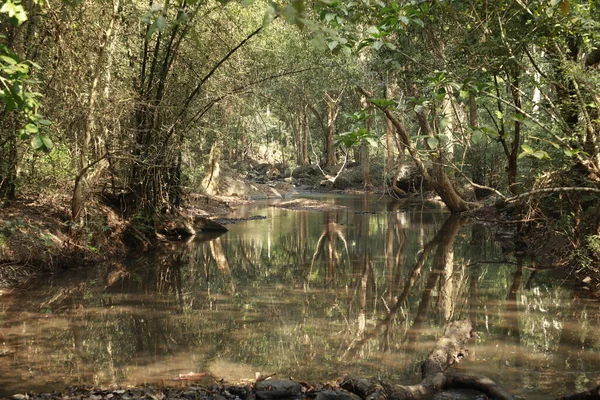Lluvia Bosque India —  Fotos de Stock