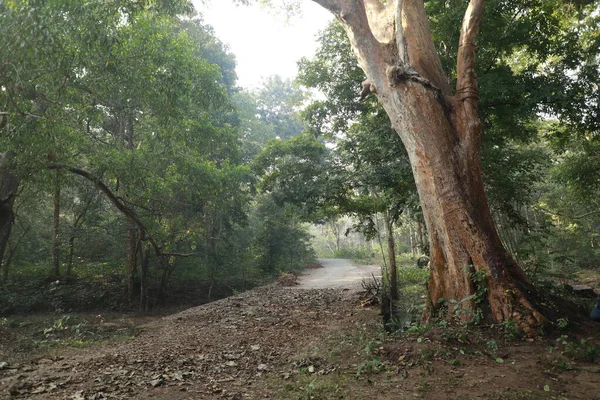 Hindistan Ormanı Yağmur Yağıyor — Stok fotoğraf