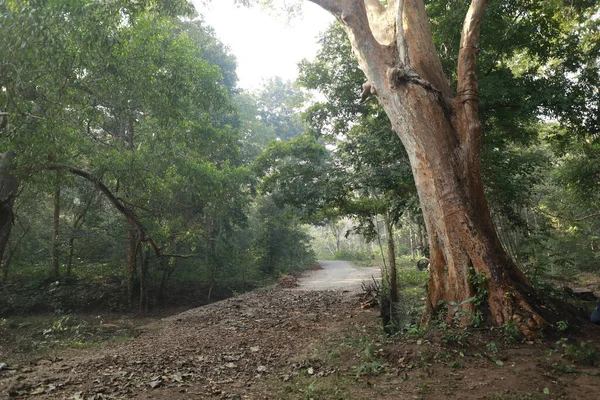 Lluvia Bosque India —  Fotos de Stock
