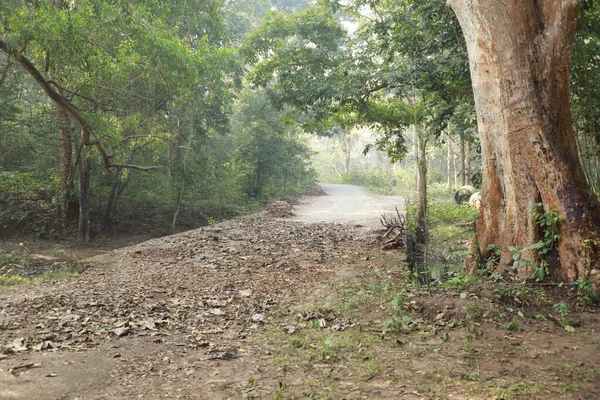 Hindistan Ormanı Yağmur Yağıyor — Stok fotoğraf