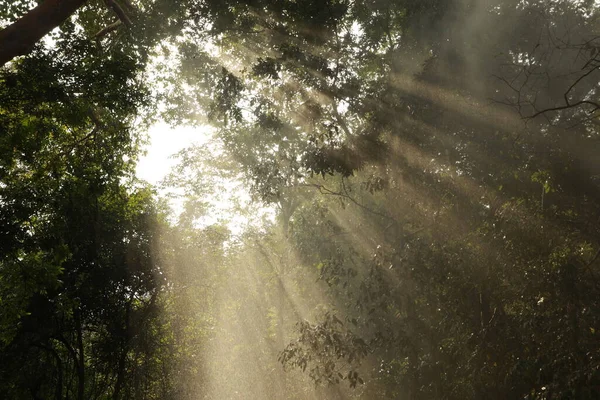 Pluie Dans Forêt Inde — Photo