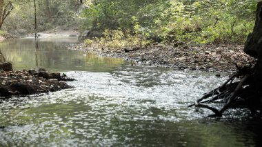 Hindistan Ormanı 'na yağmur yağıyor.