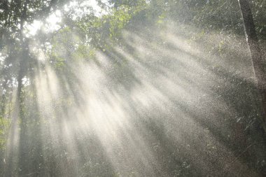 Hindistan Ormanı 'na yağmur yağıyor.