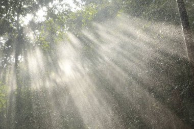 Hindistan Ormanı 'na yağmur yağıyor.