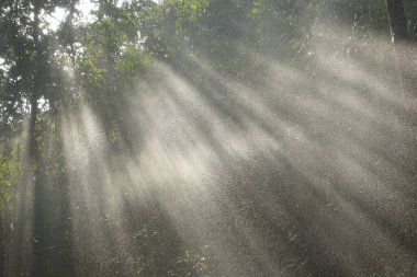 Hindistan Ormanı 'na yağmur yağıyor.