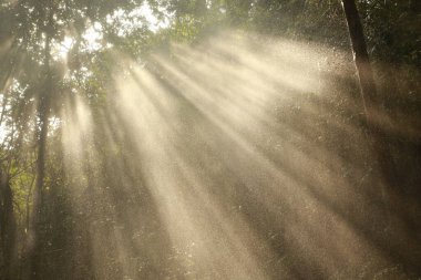 Hindistan Ormanı 'na yağmur yağıyor.