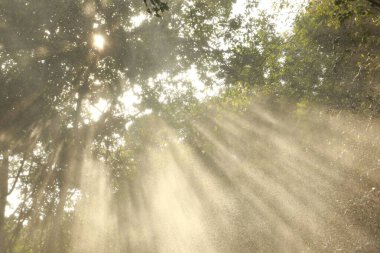 Hindistan Ormanı 'na yağmur yağıyor.