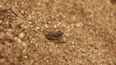 Kurbağa ıslak zeminde