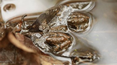 Kurbağa ıslak zeminde